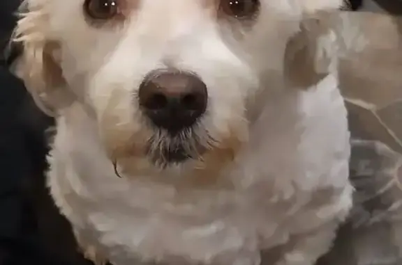 Lost pets Penrith, photo: Lost White Dog: Missing from Banks Dr.