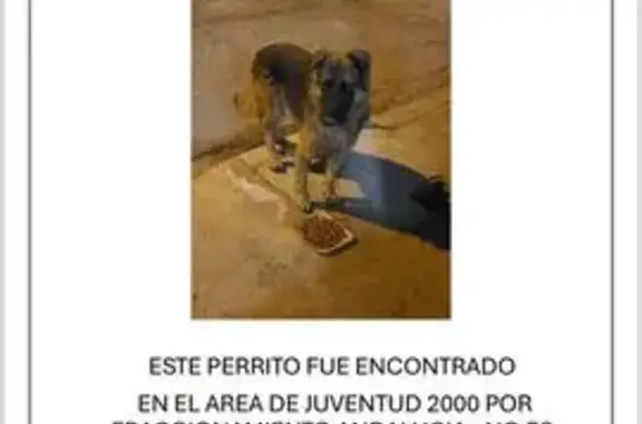 Perro Grande Encontrado en Mex...