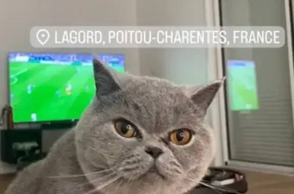 Chat gris perdu à Lagord, Nouvelle-Aquitaine - photo