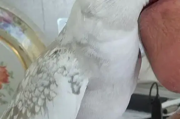 Help Find Bobo: Missing Cockatiel