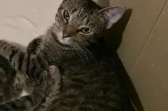 Help Find Gracie: Lost Cat in Chattanooga!