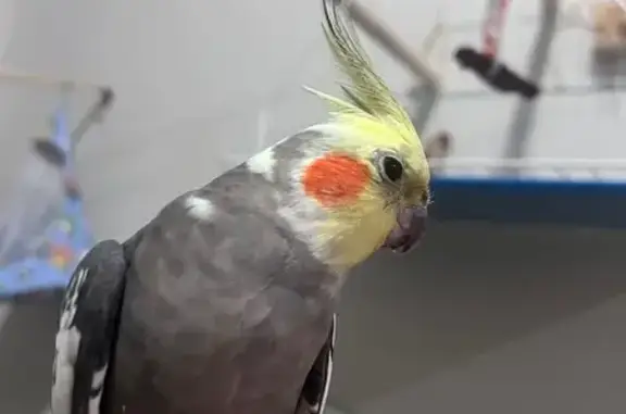 pássaro desaparecida