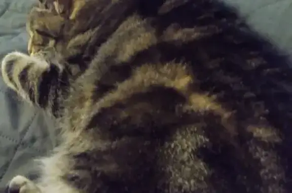 Lost Torby Cat: Norton Shores, Help!