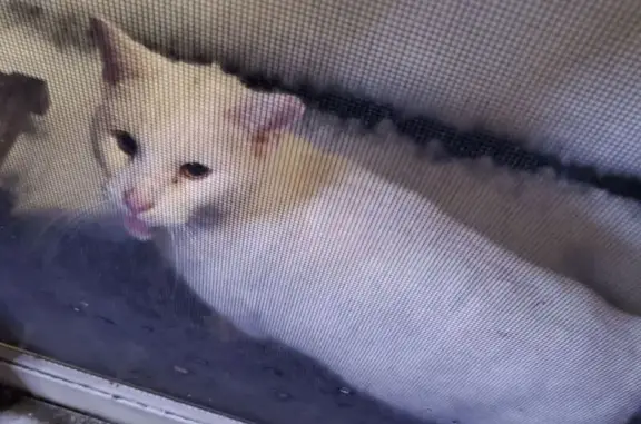 Found cat Middletown, photo: Found: Affectionate White Cat on Lexington Ave