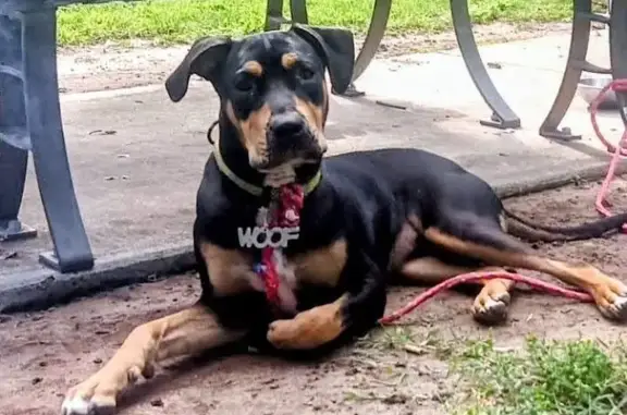 Missing dog , photo: Lost Doberman Mix with White Chest Patch