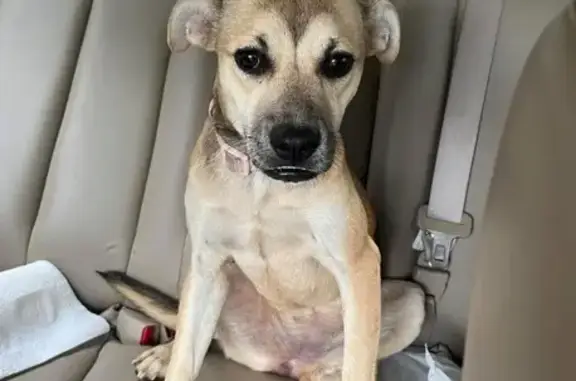 Lost Dog Alert: Energetic Pup Needs Home!