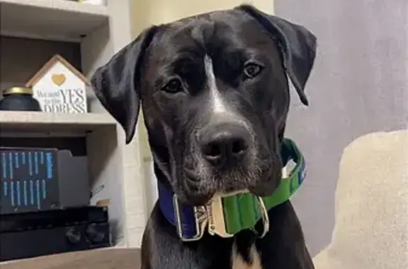 Lost Dog: Black with White Markings, Salem