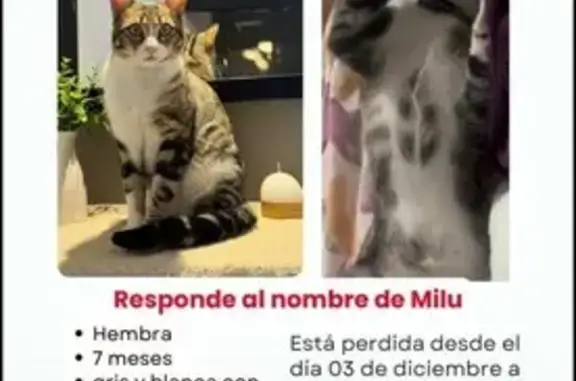 Gata Perdida en Ibiza: Mancha...