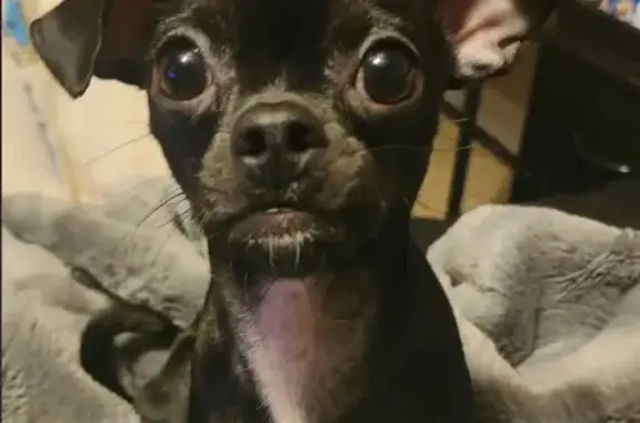 Lost Chihuahua Lucy: Help Find Her!