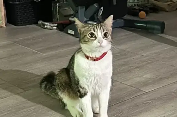 Chatte perdue à Drancy, collier rouge - photo
