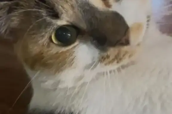 ¡Ayuda a encontrar a Bella, ga...