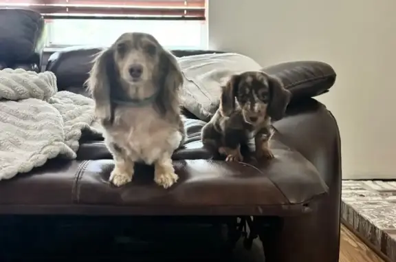 Missing Dogs: Help Find Honey & Muffin!