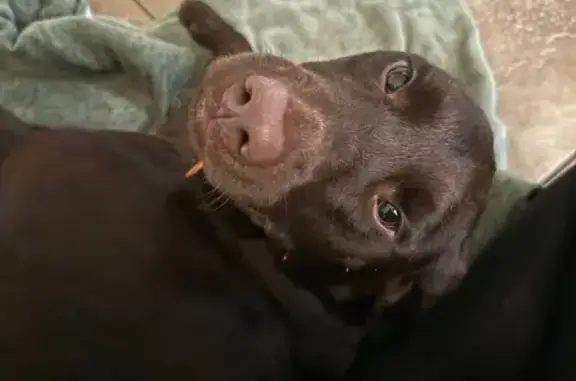 Found: Well-Cared Chocolate Lab in Phenix - photo