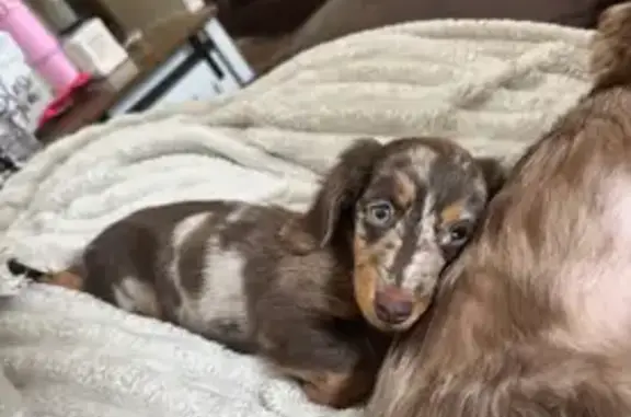 Lost Dogs: Honey & Muffin Missing!