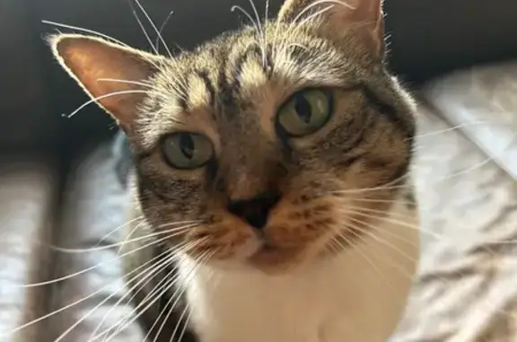 Missing cat Greenville, photo: Lost Cat: Brown/Black & White, Mauldin Rd