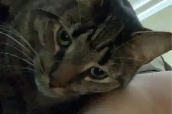 Lost Tabby Cat: Flea Collar, Laurel St.