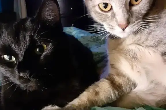 Missing cat , photo: Lost: Fluffy Black Cat on County Rd H