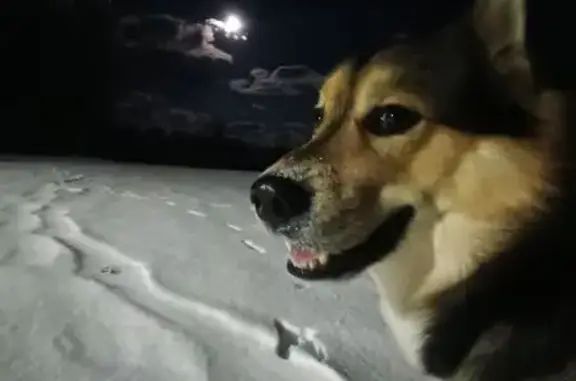 Lost Husky/Shepherd Mix: Rider, 4yo