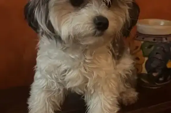 Lost Dog: Black & White on Bent Hill Dr