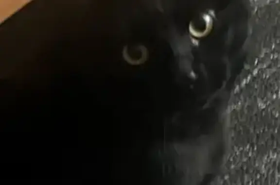 Help Find Blackie: Lost Cat in Scottsdale