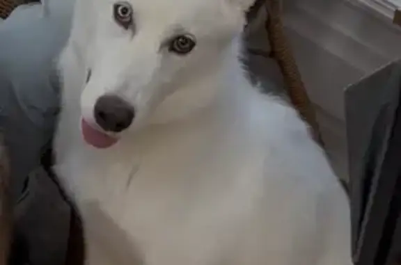 Lost White Husky: Friendly, Vocal Pup