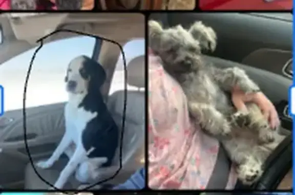 Lost Dog: White/Black, Missing in Urbana