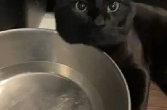 Lost Black Cat in San Antonio: Help Find Binx!