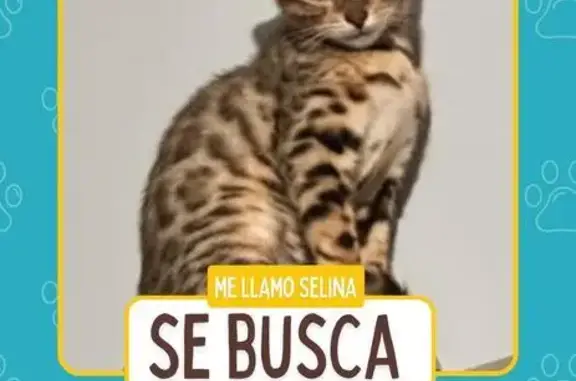 ¡Gato Bengalí Perdido en San Nicolás!