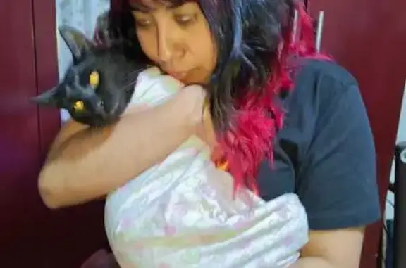 ¡Ayuda a encontrar a nuestro gatito negro!