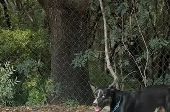 Perro Noble con Collar Azul en...