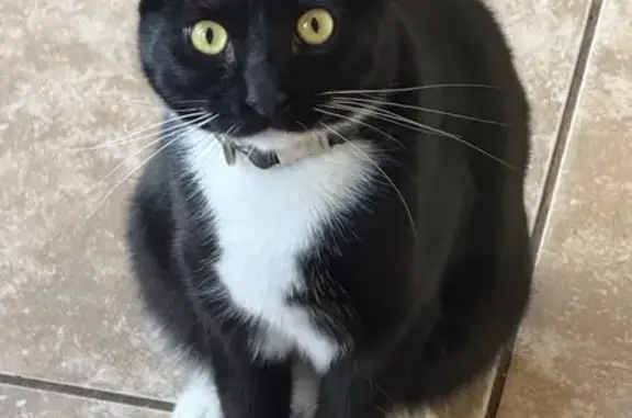 Missing cat La Porte, photo: Lost Cat: Black & White, Yellow Eyes