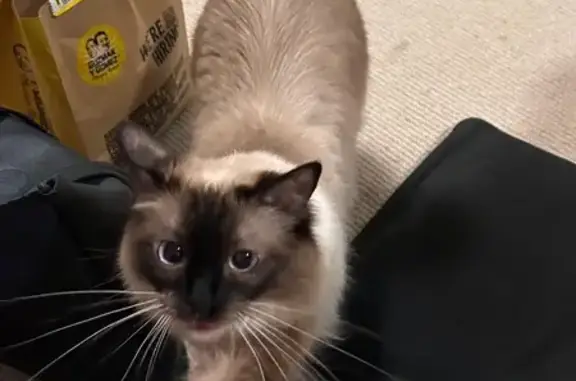 Friendly Seal Point Cat Missing in Brisbane