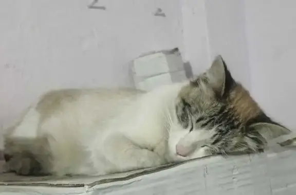 Se busca: Gato blanco con manchas en Neza