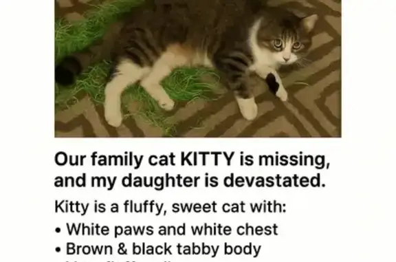 Missing cat Arizona City, photo: Lost Cat: Black Drumstick Marking in AZ