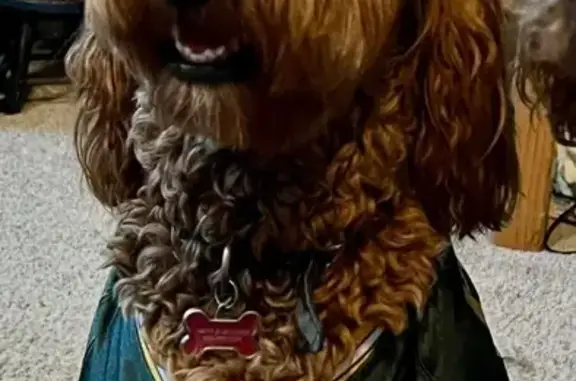 Missing dog , photo: Lost Golden Doodle: Reward Offered!