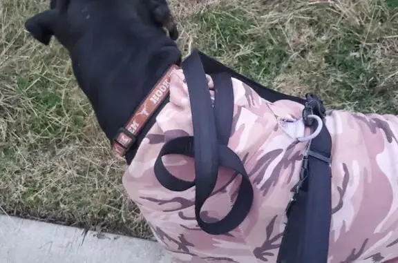 Found pets Irving, photo: Found: Sweet Rottweiler Mix Puppy in Irving