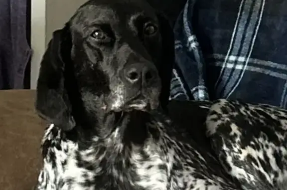 Found pets Michigan Center, photo: Sweet Lost Pointer Found in Wyoming, MI