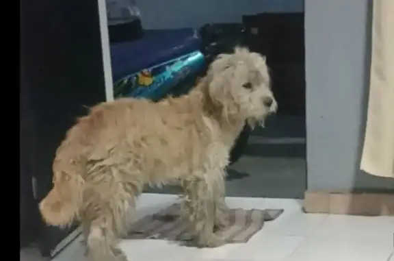¡Perro Maltés Grande Perdido en Naucalpan!