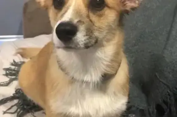 Lost 15-Week-Old Corgi Puppy in Canterbury