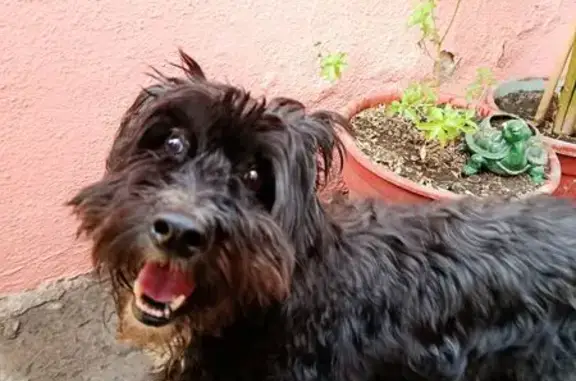 Búsqueda de mascotas, foto: Perro Negro con Mancha Blanca en CDMX