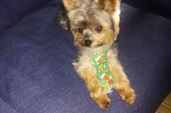 cachorro desaparecida