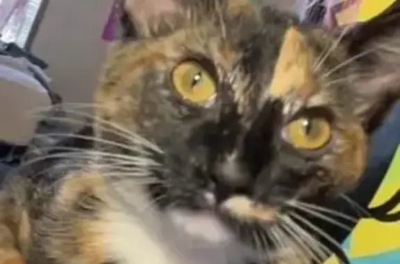 Lost Tortie Cat: Freya Missing on 11/29/25