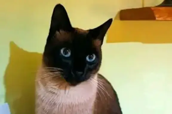 ¡Gato Siamés Perdido en Alcalá...