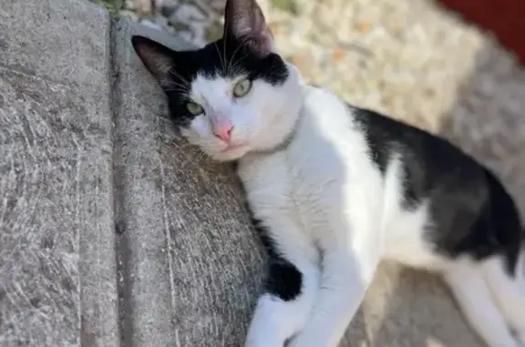 Lost: Black & White Tabby in Melton, VIC