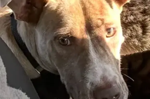 Lost Tan & White Dog: Washakie Pointe