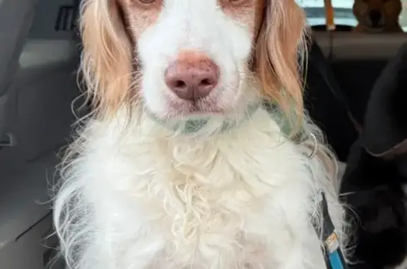 Lost Brittany Dog: Sweet 10-Year-Old in Forest Grove