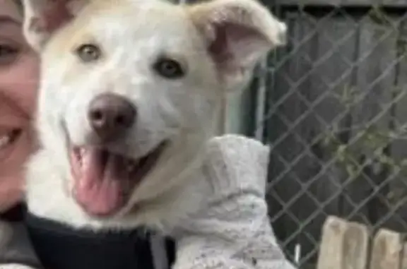 Lost White & Caramel Dog in Albertville