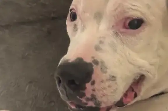 Lost Deaf Pit Bull: Manor Drive, Bay Point