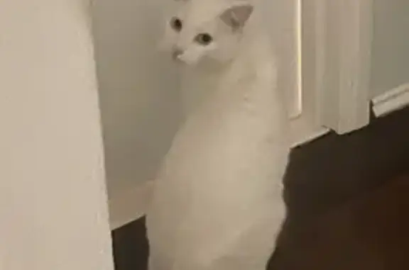 Lost pets Swan, photo: Lost: White Cat Mr Yang in Swan Area