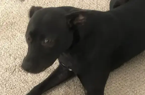 Missing dog Memphis, photo: Missing: Friendly Black Dog in Memphis